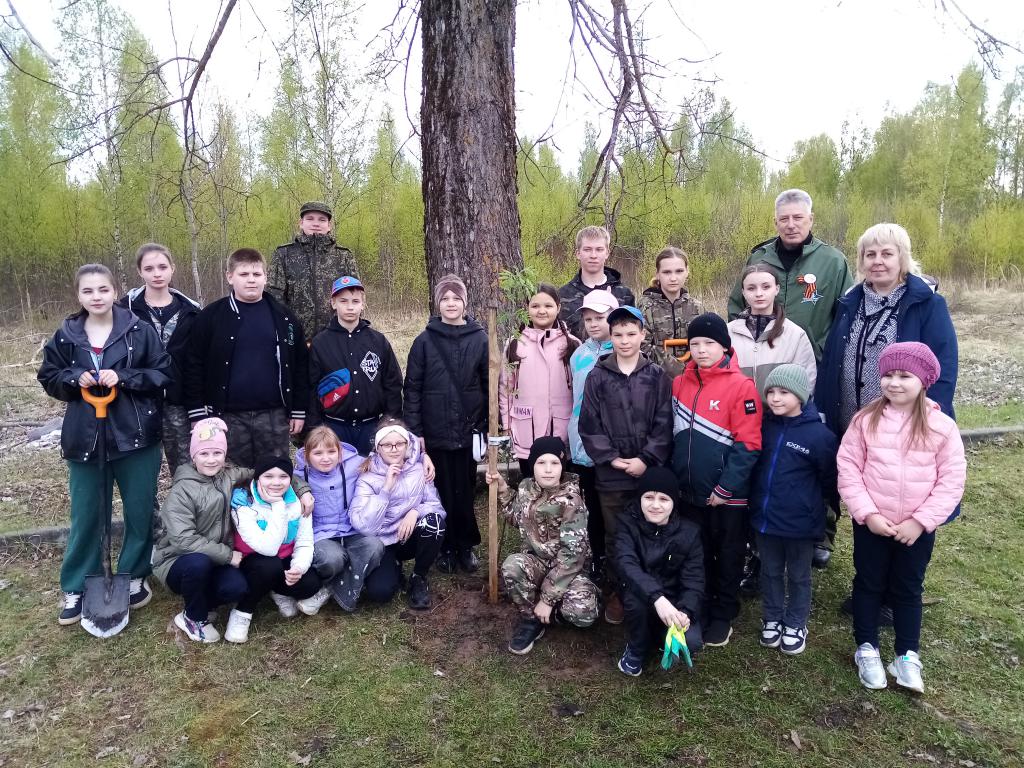 Посадка рябинок.